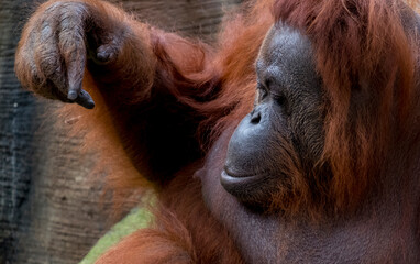 close-up portrait of a female orangutan in the morning © ahmadnafik
