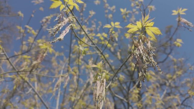 Bottom view on male flowers of Box elder, Acer negundo on blue sky background, close-up, moving in circle
