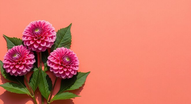 Three pink dahlia flowers with hard shadows on a coral background with copy space