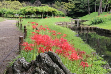 小石川後楽園。水戸徳川家の上屋敷の回遊式築山泉水庭園。神田上水跡の岸に咲く曼殊沙華。
