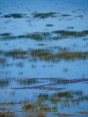 A vertical photograph of a calm and beautiful wetland with various reeds and plants growing in the reflective blue water