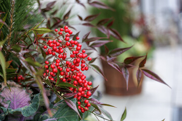 Vivid red Japanese sarcandra decorate the base of a traditional New Year's Kadomatsu arrangement, symbolizing prosperity and good fortune for the new year.