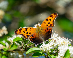 butterfly on flower