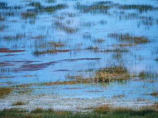 A beautiful abstract background of a wetland with colorful reeds and plants reflecting in the calm blue water of a lake