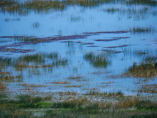 A serene and minimalist nature background of a calm lake with patches of reeds creating a peaceful and artistic texture