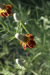 Closeup of a Mexican Hat, Ratibida columnaris, flower. It's part of the Sunflower family. Arizona.
