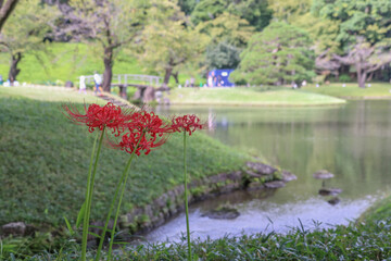 小石川後楽園。水戸徳川家の上屋敷の回遊式築山泉水庭園。琵琶湖を模した大泉水の畔に咲く曼殊沙華。