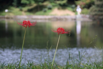 小石川後楽園。水戸徳川家の上屋敷の回遊式築山泉水庭園。琵琶湖を模した大泉水の畔に咲く曼殊沙華。