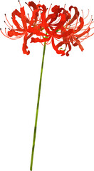 一本の彼岸花のイラスト素材