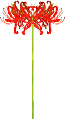 一本の彼岸花のイラスト素材