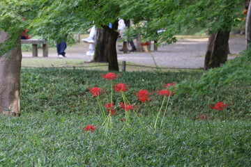 小石川後楽園。水戸徳川家の上屋敷の回遊式築山泉水庭園。