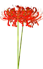 2本の彼岸花のイラスト素材