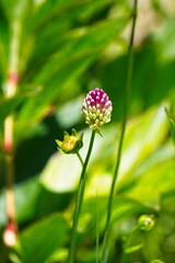 Closeup of a wild onion, Allium dregeanum. showing the onion in bloom. Arizona.