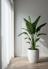 Fototapeta premium A dramatic indoor structural plant in a modern white pot, perfectly placed within a bright minimalist architectural interior setting ,architectural ,planning ,office