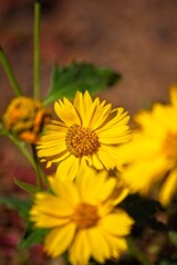 Closep of a Hopi blanketflower, also known as Red Dome blanketflower or Gaillardia pinnatifida. A caterpillar is in the center of the flower. Arizona.