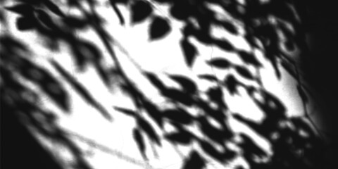 Abstract shadows of leaves on a white wall create a natural background isolated on transparent background