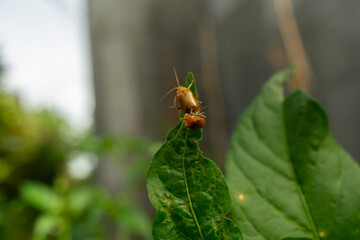 Orange Leaf Beetles Mating on Green Chili Leaf – Insect Behavior Concept in Nature Macro Photography