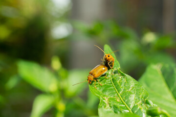 Orange Leaf Beetles Mating on Green Chili Leaf – Insect Behavior Concept in Nature Macro Photography