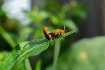 Fototapeta premium Orange Leaf Beetles Mating on Green Chili Leaf – Insect Behavior Concept in Nature Macro Photography