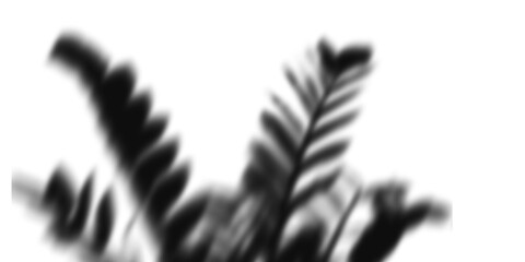Shadow of a fern isolated on transparent background creates a soft silhouette