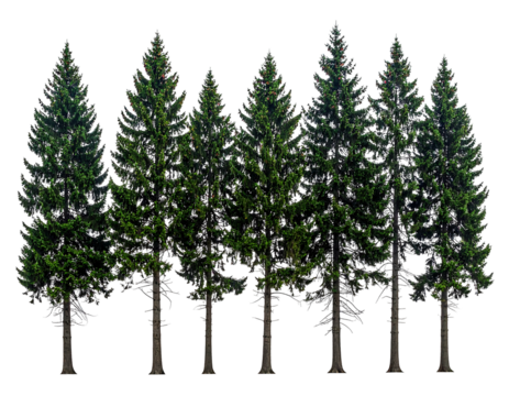 Row of evergreen trees with textured needles and slender trunks against a black background