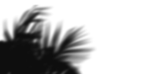 Palm leaf shadow isolated on transparent background creates a tropical vibe