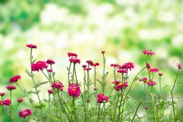 Fresh real beautiful flowers growing in meadow