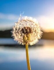 A close-up of a dandelion seed head with a blurred lake background