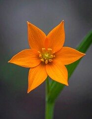 A close-up of a vibrant orange flower with six pointed petals, natural beauty