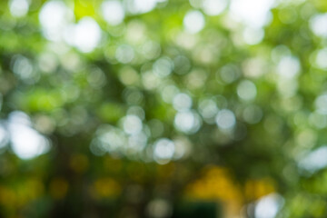 Abstract blurred bokeh forest background design element