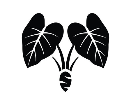 Taro root plant illustration with large leaves and underground corm