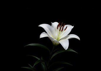 Fototapeta premium Striking contrast of pure white oriental lilies isolated against a deep, dramatic black studio background, emphasizing floral elegance and stark beauty ,stark ,fresh ,nature