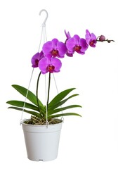 Elegant purple orchid flowers blooming beautifully in a decorative small white hanging basket, isolated against a pure white background ,growth ,gardening ,simplicity