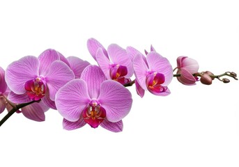 Obraz premium Pink orchid flowers on a seamless white background, showcasing delicate petals and vibrant coloration perfect for wedding or spa designs ,romantic ,bloom ,design