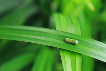 Herbal capsules from green pandan leaf herbal on hand for healthy eating in daily life