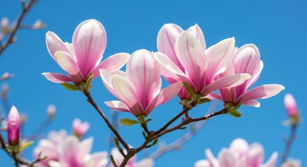 Stunning pale pink magnolia blossoms burst open against a bright blue sky, signaling the arrival of springtime and natural beauty and renewal ,detail ,close up ,growth