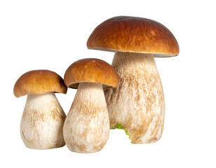 Three brown-capped mushrooms lined up from small to large on a black background, with one green leaf at the base