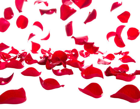 Red rose petals are scattered across a black background, appearing to float mid-air, creating a romantic effect
