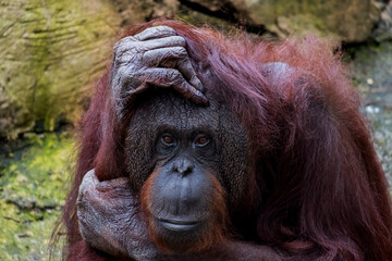 portrait of orangutan in the morning