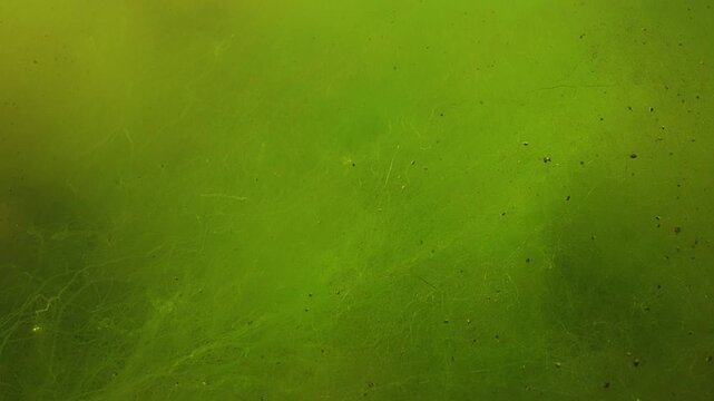 Natural underwater scene of branching filamentous green algae illuminated by sunshine. Fluffy green carpet woven from finest threads of Cladophora, Reticulated weed