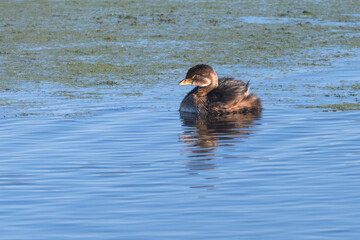 Juvenile pied-billed grebe swimming in a lake.