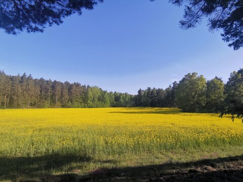 A stunning landscape view of a vast, blooming rapeseed field with bright yellow flowers stretching to a dark green pine and deciduous forest under a clear, sunny blue sky. Summer nature and agricultur