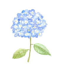 青いアジサイの水彩イラスト