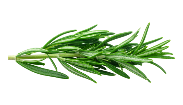 A sprig of fresh rosemary with green needle-like leaves attached to a light green stem, transparent png