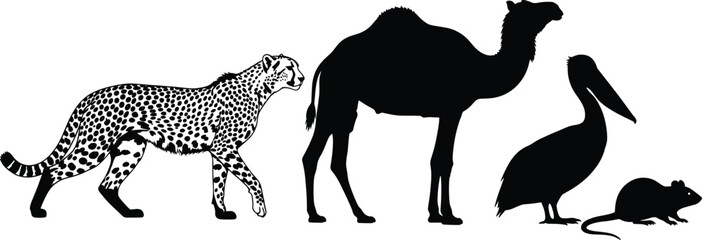 Animal silhouettes, cheetah, camel, pelican, rat, mouse, wildlife diversity, isolated animals, white background, educational, vector, classification, mammals, birds, rodents, desert animal, African 