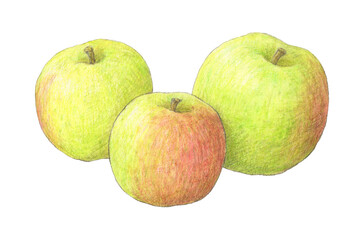 プラムリー（料理用りんご）水彩色鉛筆イラスト