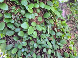 Tiny Round Green Leaves Growing on Tree Bark Texture