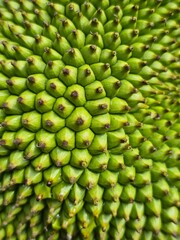 Abstract Spiky Surface of a Tropical Artocarpus Fruit