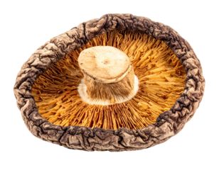 Mushroom's gills radiate from its center, offering textures and earthy tones against a dark background