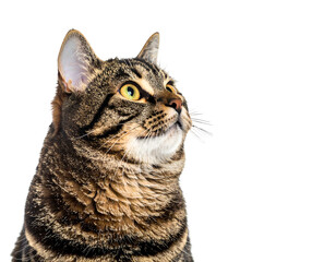 Obraz premium Tabby cat gazes up and right against black background. Soft fur and attentive expression
